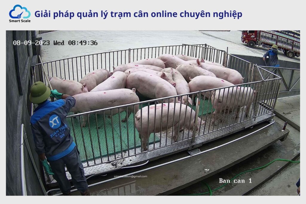 phan mem can xe tuy chinh linh hoat cho can heo va can dong vat 